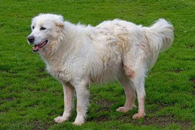 Abruzzenhund