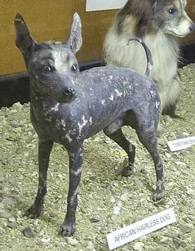 Abyssinian Sand Terrier