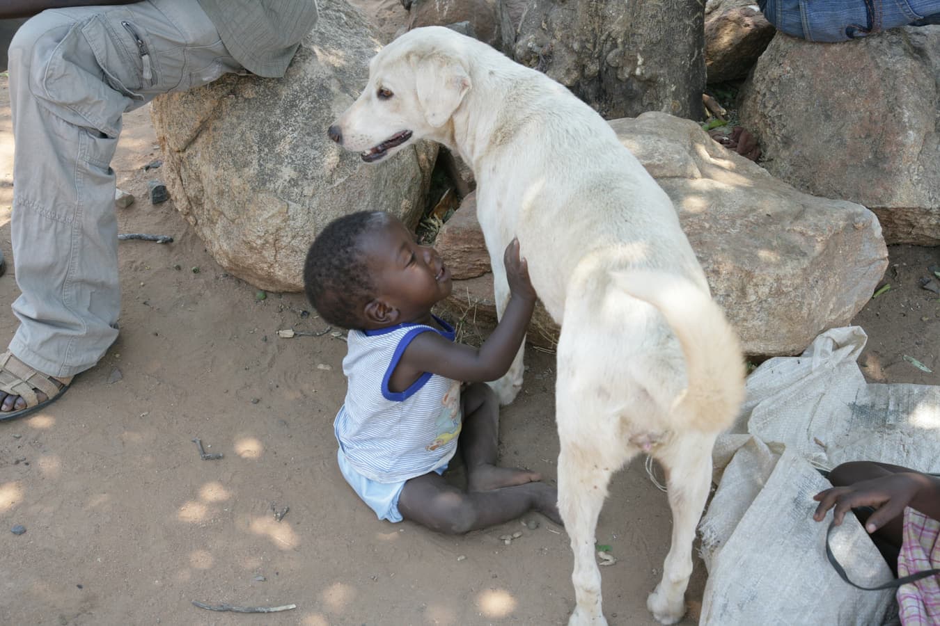 African village dog