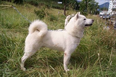 Ainu Dog