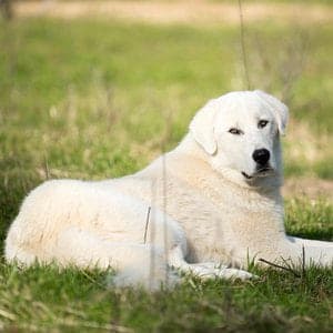 Akbash Dog