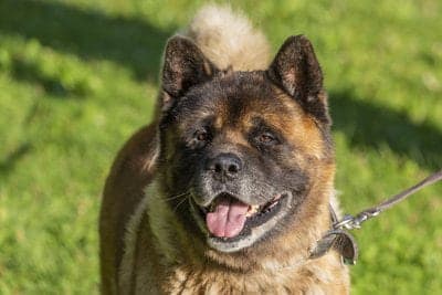 Akitas