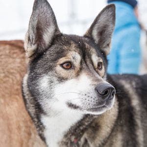 Alaskan Husky