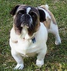 American Bullnese