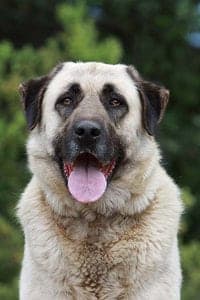 Anatolian Shepherd Dog
