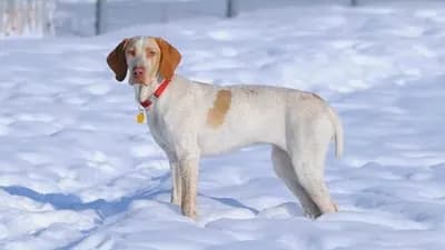 Ariege Pointing Dog