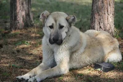 Armenian Gampr