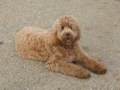 Australian labradoodle