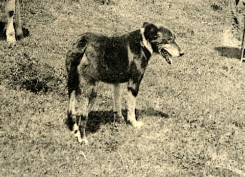 Auvergne Shepherd