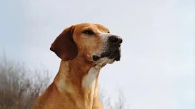 Balkan Scenthound