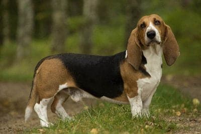 Basset Artésien Normand