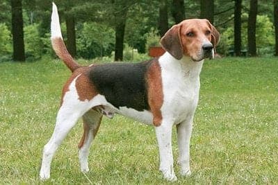 Beagle-Harrier