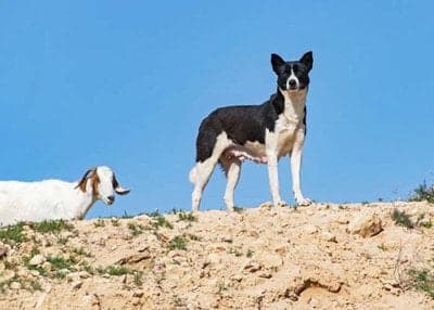 Bedouin Shepherd Dog