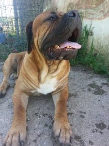 Belgian Mastiff