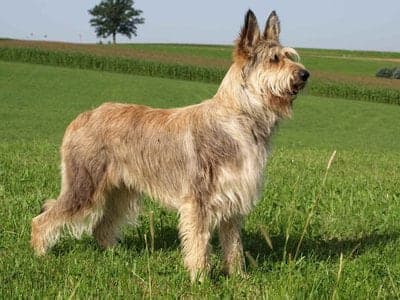Berger des Picard