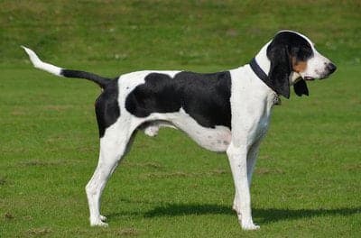 Bernese Hound