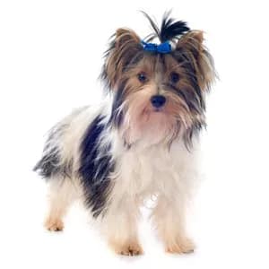 Biewer Terrier