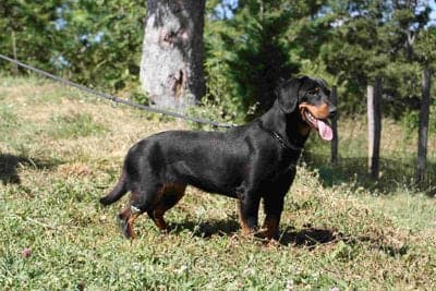 Black Forest Hound