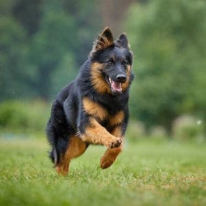 Bohemian Shepherd