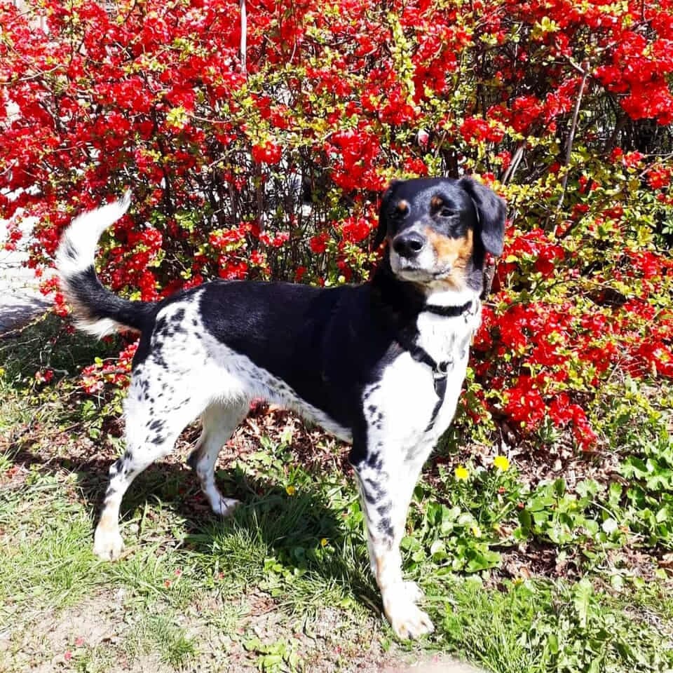 Bohemian Spotted Dog