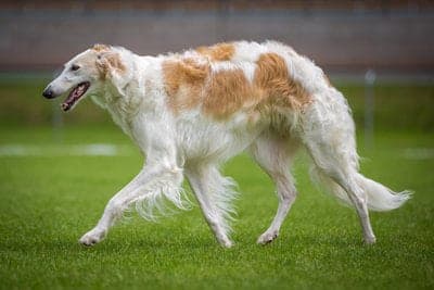 Borzoi (Russian Wolfhound)