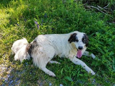 Bosnian-Herzegovinian Sheepdog (Tornjak)