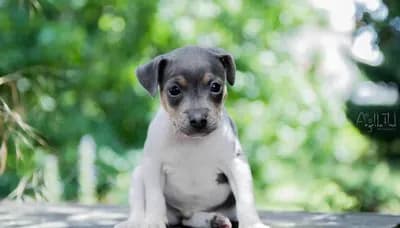 Brazilian Terrier