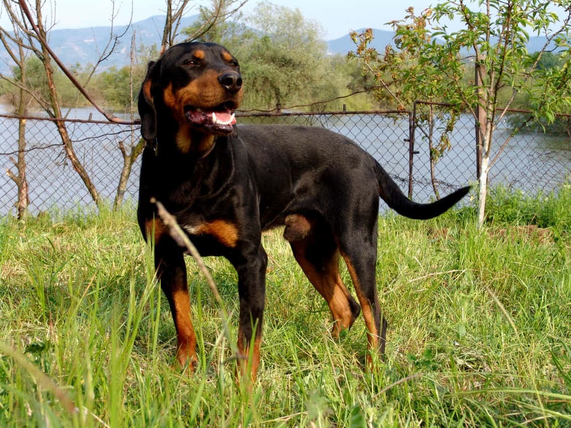 Bulgarian Scenthound