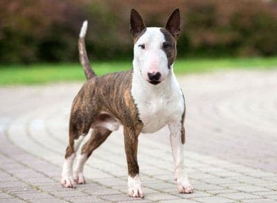 Bull Terrier