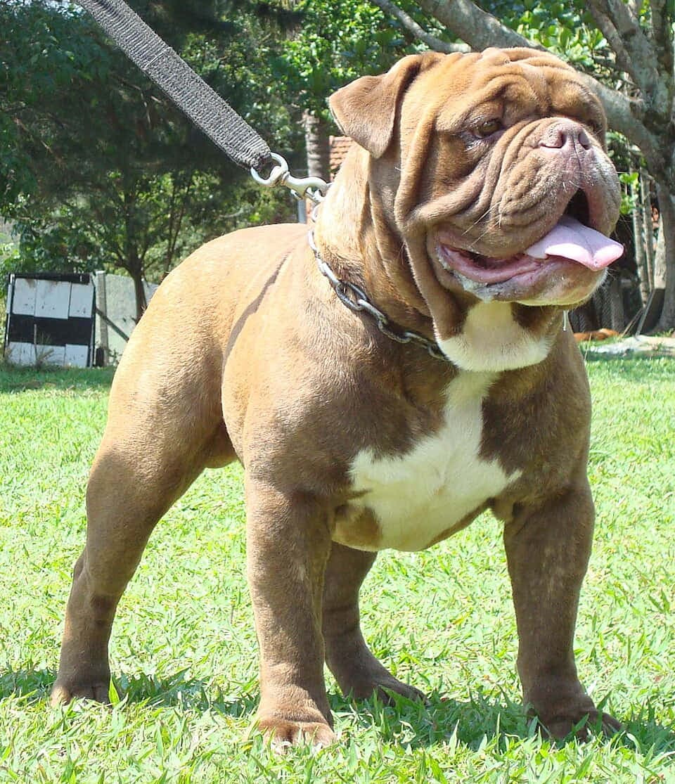 Bullbras