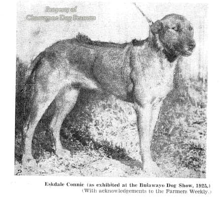 Hottentot Dog