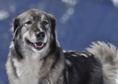 Carpathian Sheepdog