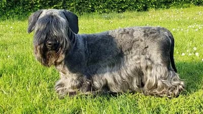 Cesky Terrier