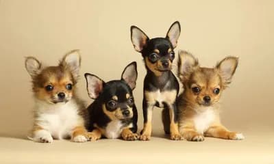 Chihuahua
