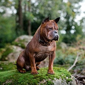 Chinese Chongqing Dog