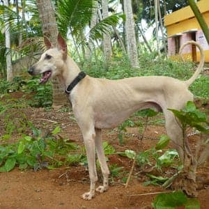 Chippiparai
