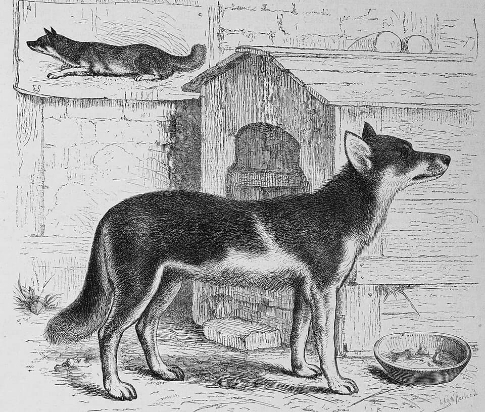 Chukotka sled dog