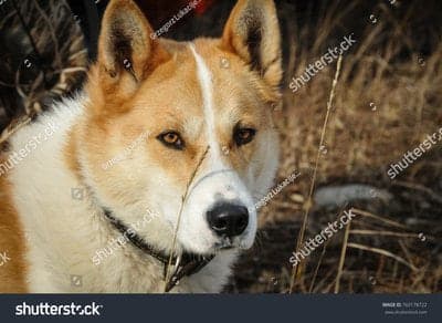 Chukotka Sledge Dog