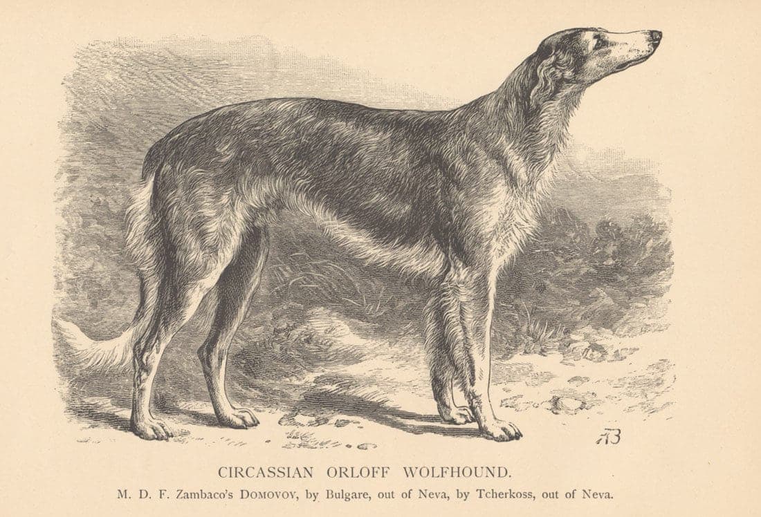 Circassian Orloff Wolfhound
