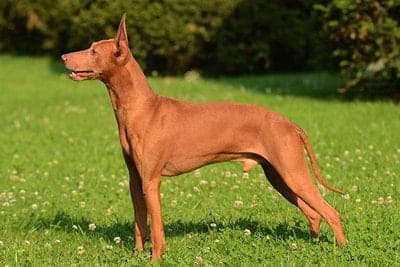 Cirneco dellEtna