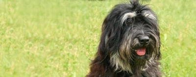 Cão da Serra de Aires