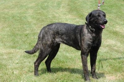Cão de Castro Laboreiro
