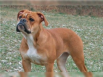 Continental Bulldog