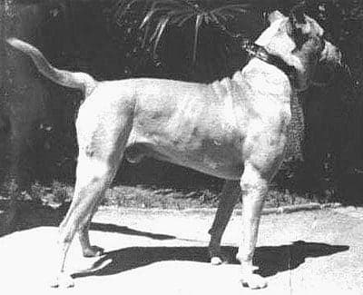 Cordoba Fighting Dog