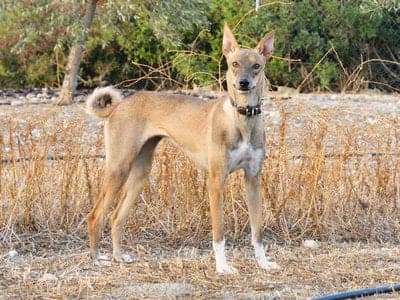 Cretan Hound