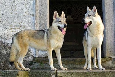 Czechoslovakian Vlcak