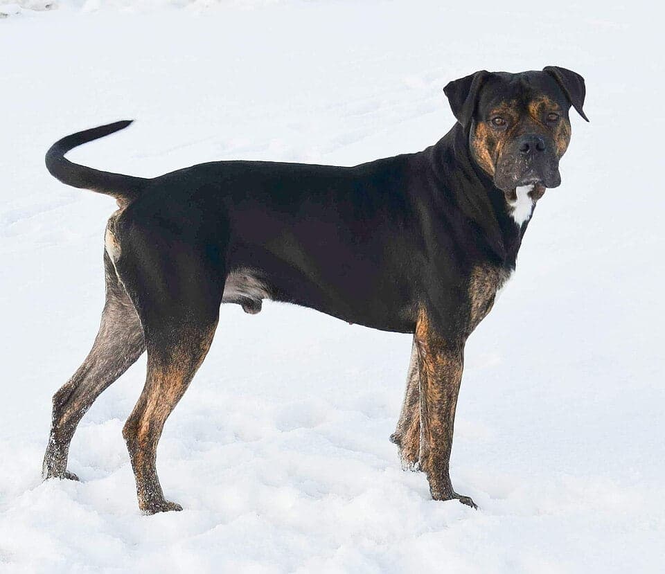 Dogo español
