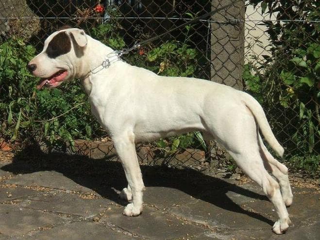 Dogue Brasileiro