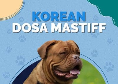 Dosa Inu