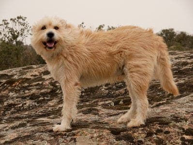 Dutch Smoushond